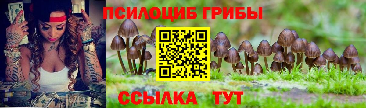 Ачхой-Мартан  Псилоцибиновые грибы Cubensis  Вход с VPN 